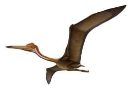 Quetzalcoatlus.jpg