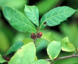 Ficus asperifolia.jpg