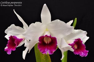 Cattleya purp1.jpg