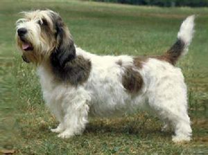 Petit-basset-griffon-vendeen.jpg