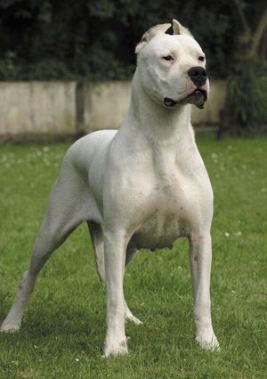 Dogo-argentino.jpg