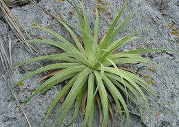 Ep-agave-bracteosa.jpg