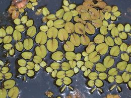 Salvinia molesta 2.jpg