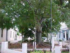 Ceiba Martiana PP.jpg