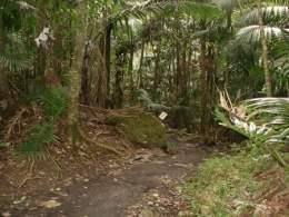 Parque Nacional de Kibira.jpg