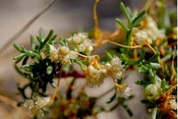 Cuscuta campestri.jpg