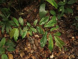 Ficus scortechinii.jpg