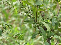 Ficus subincisa.JPG