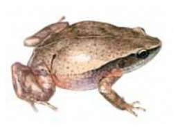 Eleutherodactylus emiliae.jpg