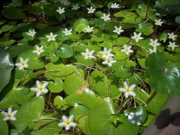 Estrella de agua planta.jpg