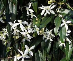 Clematis-armandii-flores.jpg