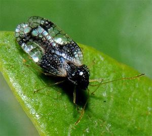 Avocado lace bug.jpg