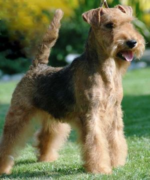 Lakeland terrier.jpg