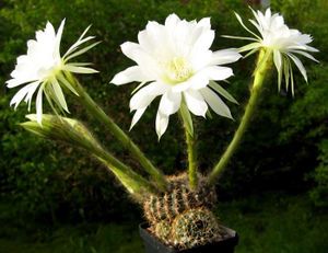 Echinopsis ancistrophora.jpg