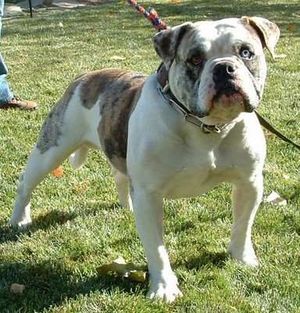 Alapaha Blue Blood Bulldog.jpg