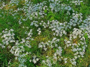 Ornithogalum umbellatum.JPG