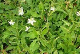 Campanula scouleri.jpg