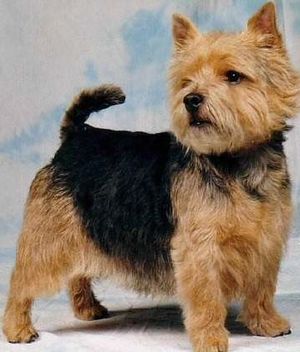 Norwich-Terrier.jpg