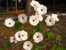 Ipomoea pandurata.jpg