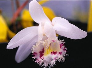 Pleione forrestii Alba.jpg