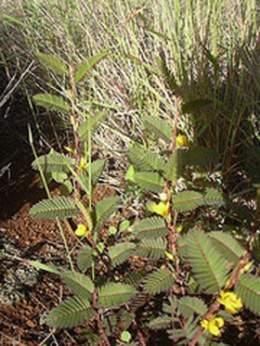 Chamaecrista glandulosa.jpg