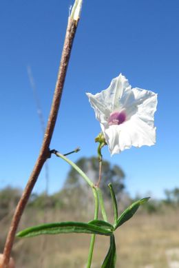 Ipomoea sororia.jpeg