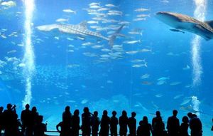 Okinawa Churaumi Aquarium.jpg