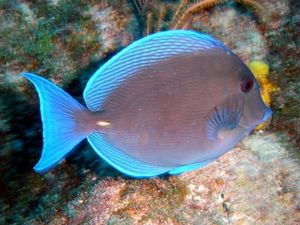 Pez cirujano azul del Caribe.jpg