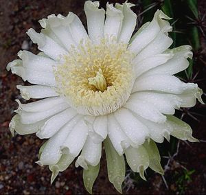 Acanthocereus baxaniensis.JPG