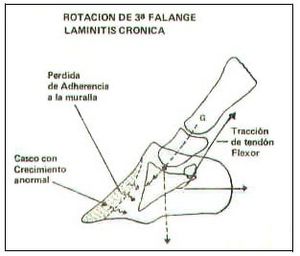 Afec Podales.jpg