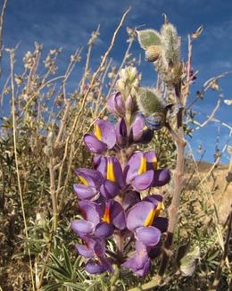 Lupinus oreophilis.jpg