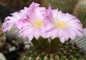 Acanthocalycium.jpg