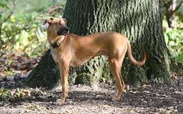 Black Mouth Cur.jpg