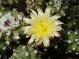 Copiapoa montana1.jpg