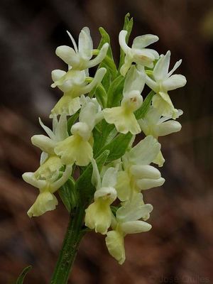 Dactylorhiza insularis3.jpg