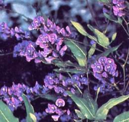 Hardenbergia.jpg