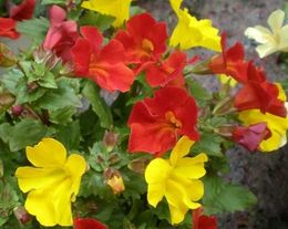 Mimulus hybridus.jpg