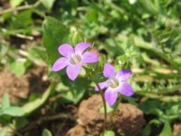 Campanula delicatula.jpg