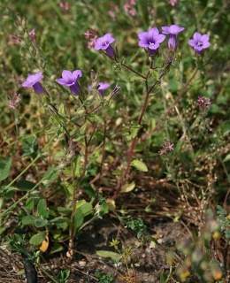 Campanula dichotoma.jpg