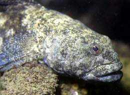 Gobius cobitis03-500.jpg