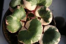 Saxifraga stoloniferas.jpg