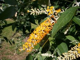 Buddleja madagascariensis fiore.jpg