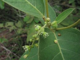 Croton adamantinus 1.jpg