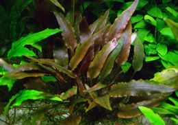 Cryptocoryne-walkeri.jpg