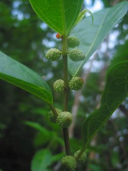 Ficus pustulata.jpg