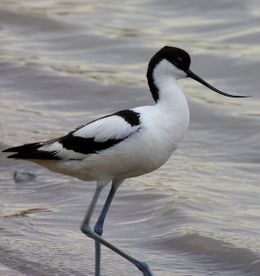 AVOCETA parda q.JPG