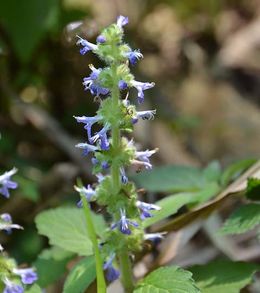 Ajuga macrosperma.jpg