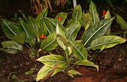 Aglaonema costatum.jpg