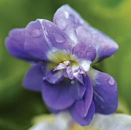 Viola odorata.jpg