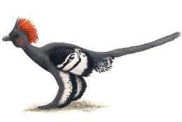 Anchiornis.jpg